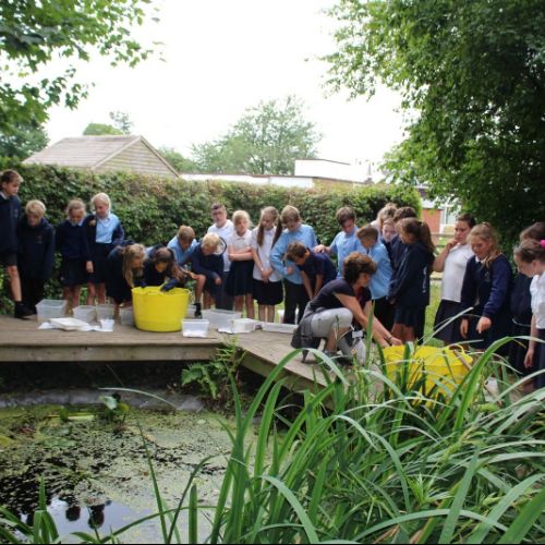 ponddipping1